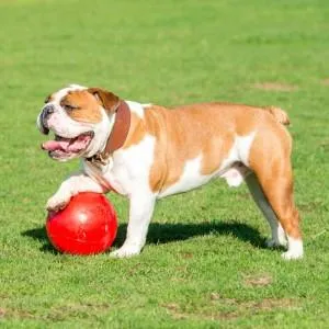 Company of Animals Boomer Ball