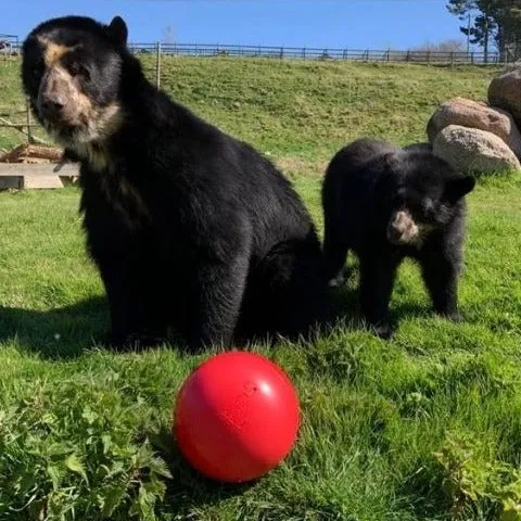 Company of Animals Boomer Ball
