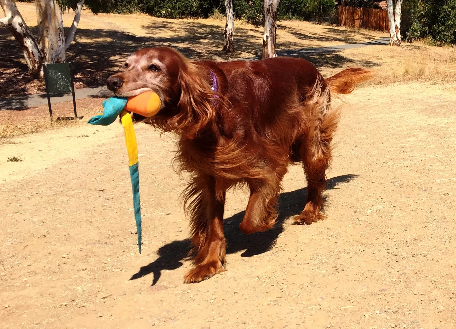 Foxtail Fetch