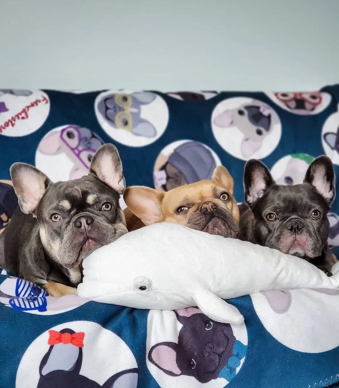 Frenchie Blanket | Frenchiestore | French Bulldogs Blue Polka Dots