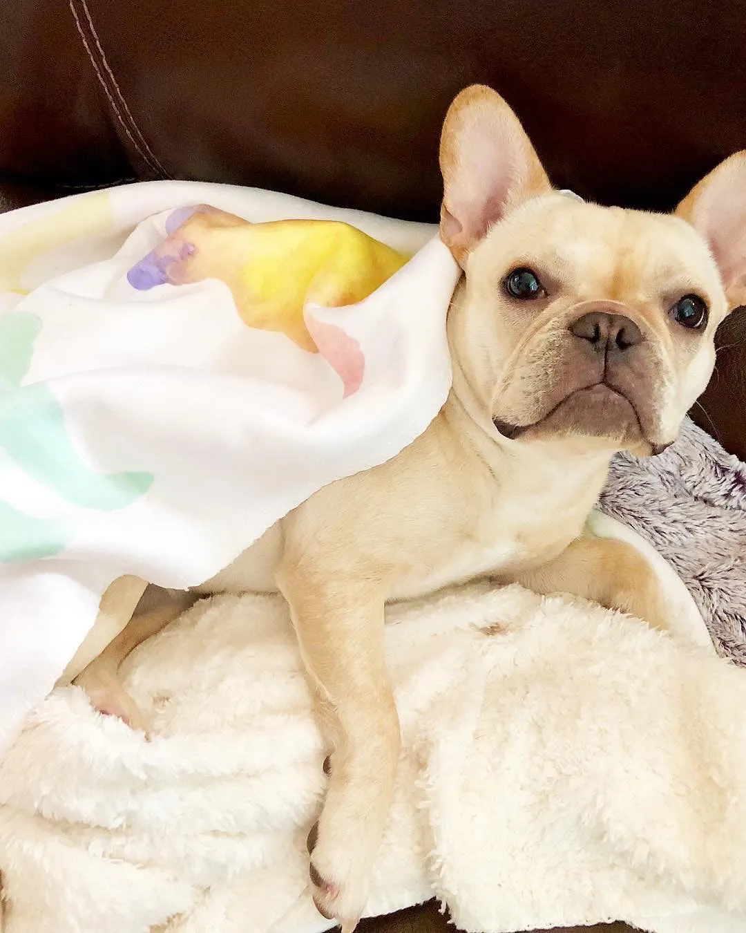 Frenchie Blanket | Frenchiestore | French Bulldogs in Watercolors