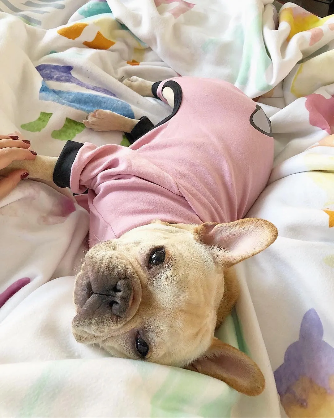 Frenchie Blanket | Frenchiestore | French Bulldogs in Watercolors