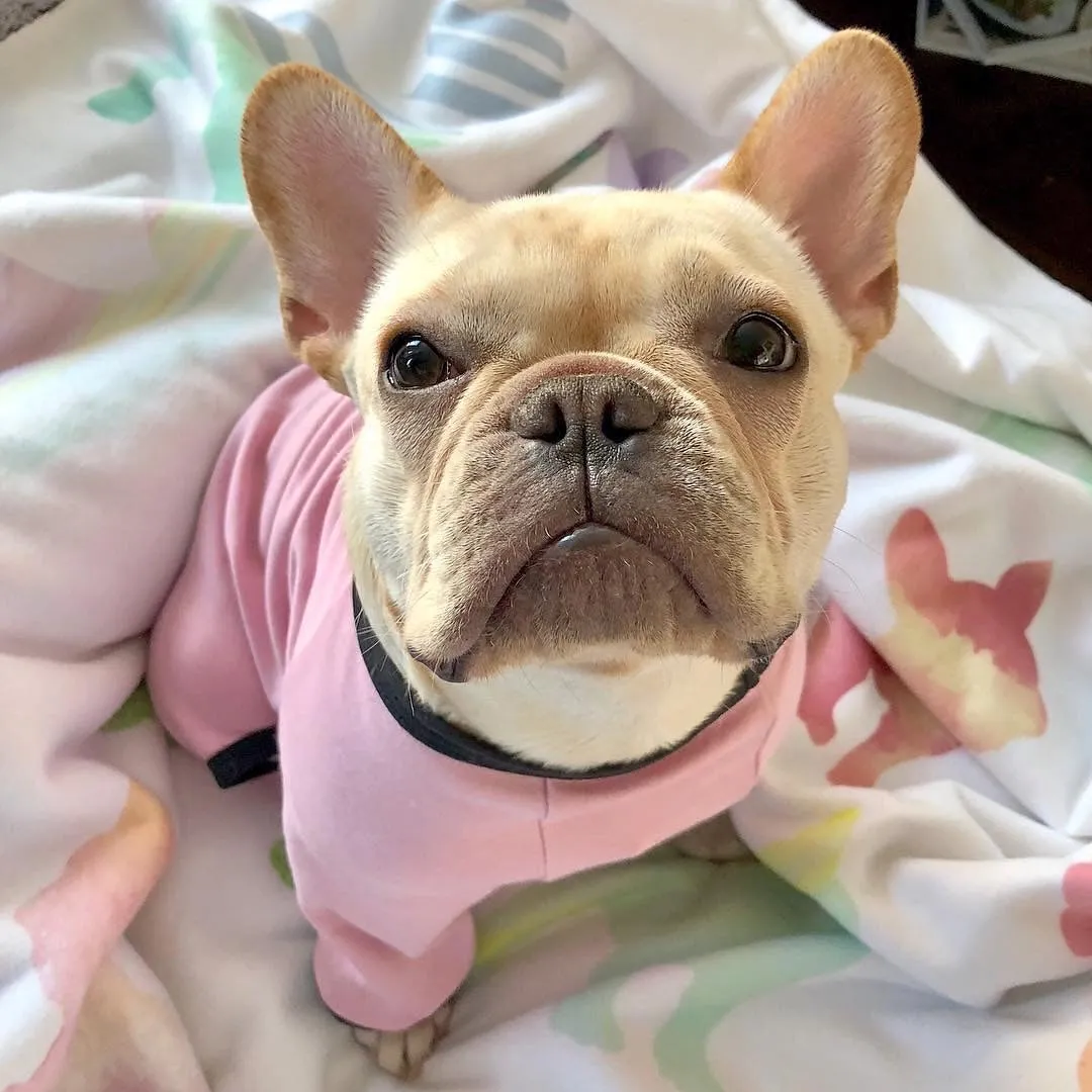Frenchie Blanket | Frenchiestore | French Bulldogs in Watercolors