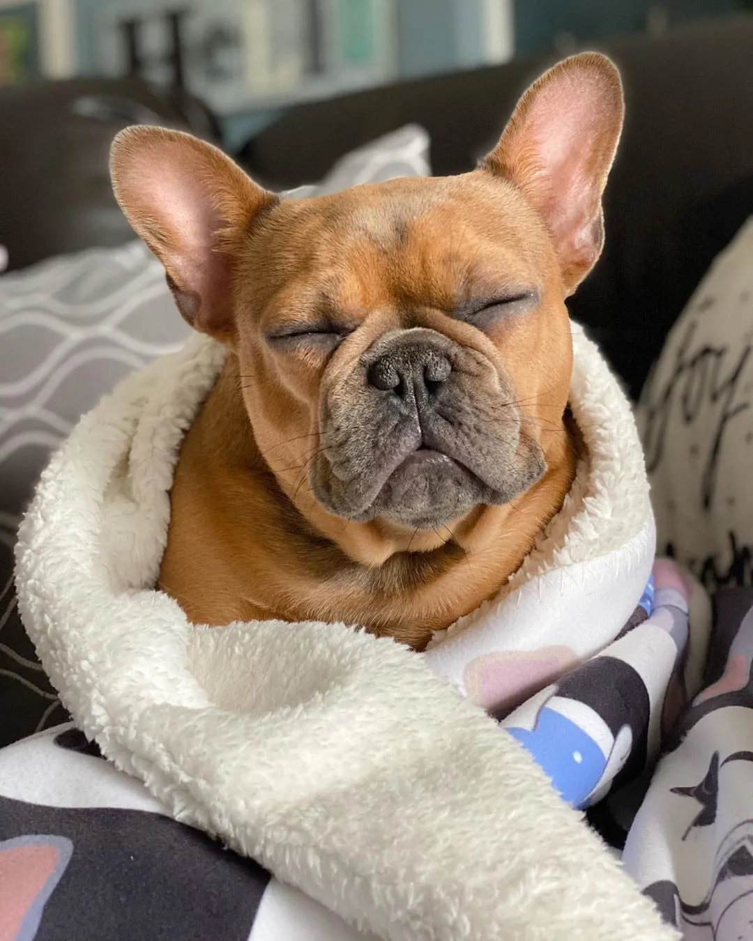 Frenchie Blanket | Preppy French Bulldogs on Black & White