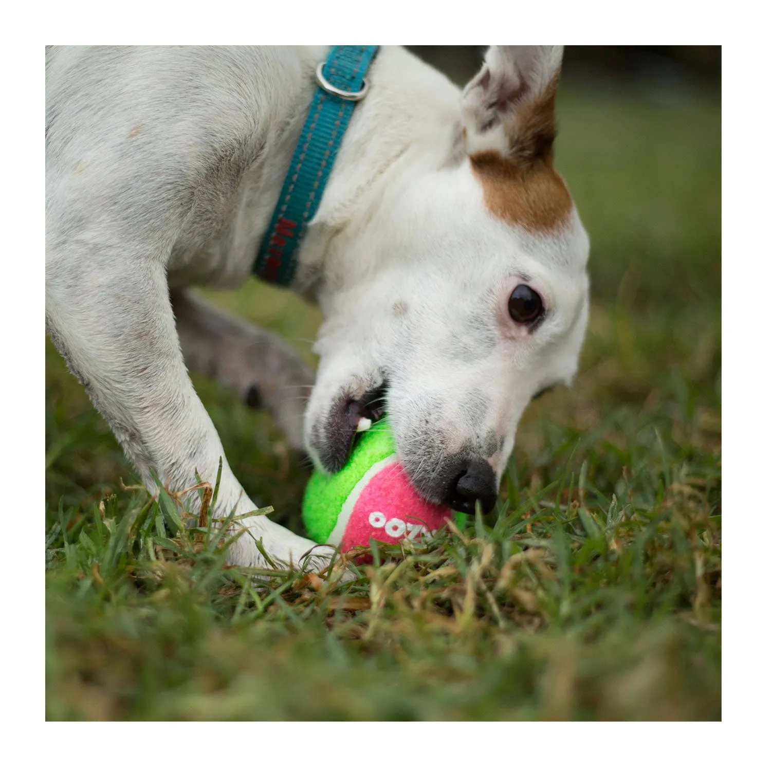 Kazoo Puncture-Proof Tennis Ball Asssorted Dog Toy