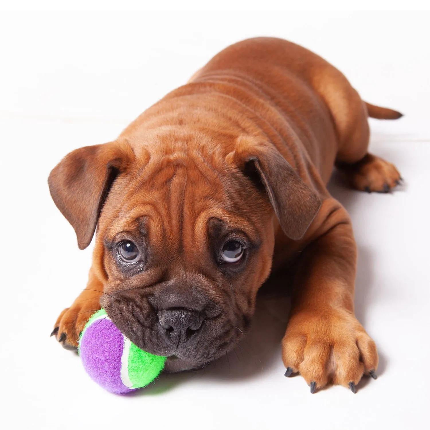 Kazoo Puncture-Proof Tennis Ball Asssorted Dog Toy