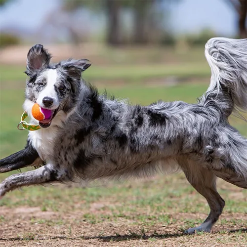 Kong- Birthday Squeaker Balls
